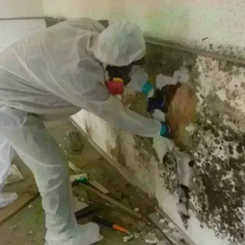 Mold Remediation and Removal in Pleasantville, IA